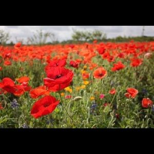 Meet your Posher, Erika